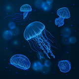 Fototapeta Perspektywa 3d - Hand drawn sketch isolated jellyfish, marine animals