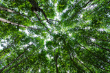 Fototapeta Na ścianę - Forest growth trees. nature green mangrove forest backgrounds