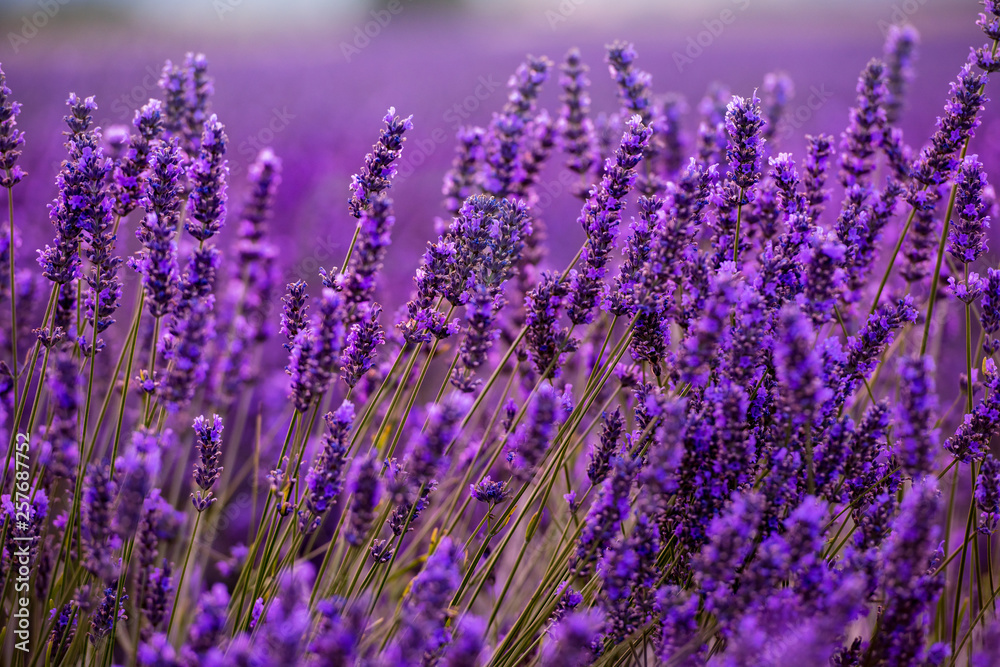 Close up Bushes of lavender purple aromatic flowers - obrazy, fototapety, plakaty 