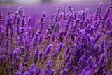 Close up Bushes of lavender purple aromatic flowers