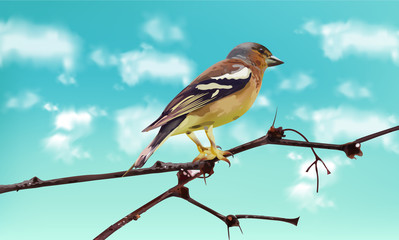 Wall Mural - Beautiful sparrow on a branch Vector. Spring card. Blue sky backgrounds