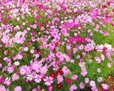 Fototapeta Kosmos - Pink, white and red cosmos flower are bloom at field crop, background.