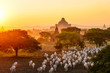 flock of cattle moving among pagodas when sunset in Bagan, Myanmar