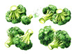 Fresh broccoli set. Hand drawn watercolor illustration, isolated on white background