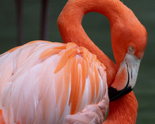 Close Up Of A Pink Flamingo Preening