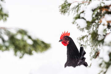 Poster - Chicken in the snowy backyard