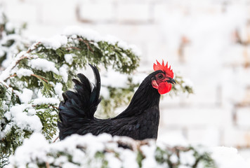 Canvas Print - Chicken in the snowy backyard