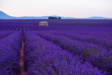 Fototapeta Kwiaty - stone house at lavender field