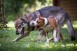 Wolfdog plays with an American Staffordshire terrier.