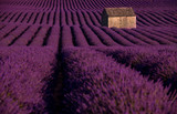 Fototapeta Lawenda - stone house at lavender field
