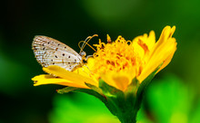Beautiful Small Butterfly On The Dark Yellow Flower In Th Wild Nature Blurred Background