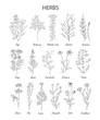 © lenaalyonushka - Hand drawn herbs and wild flowers collection isolated
