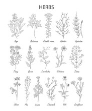 Hand Drawn Herbs And Wild Flowers Collection Isolated