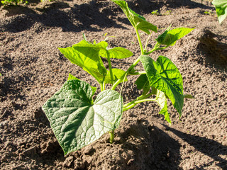 Young cucumber plant with large green leaves is growing in the vegetable garden on a sunny summer day