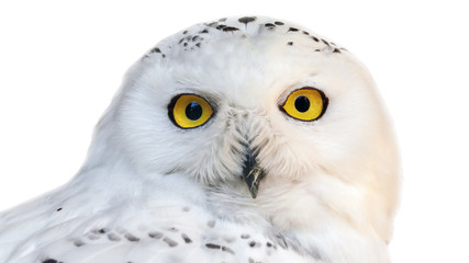 Wall Mural - white snowy owl with yellow eyes isolated on white background. 