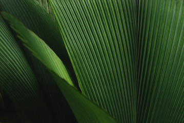 leafy green plant
