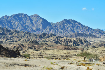 Arabian travellers riding on horses in the Egyptiptian desert. Mountains on the bakground.Shot from above,