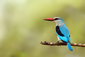 Poster - The woodland kingfisher (Halcyon senegalensis) sitting on the branch with green background. Blue kingfisher on the branch.