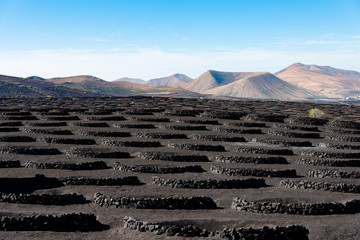 Wall Mural - Unique panoramic view of volcanoes and vine yards with grape vines on volcanic lava sand at La Geria wine region, Lanzarote Canary Islands, Spain. The mountains of fire in the background