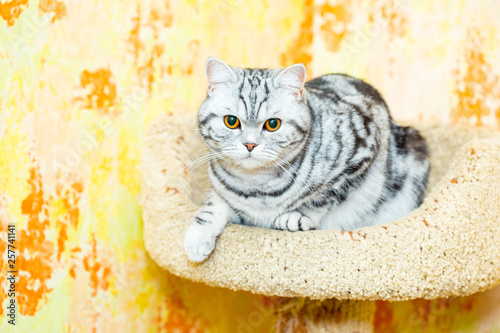 British Shorthair Cat Color Blotched Tabby Lies In His House