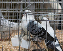 Various Beautiful Pigeons In A Cage For Sale