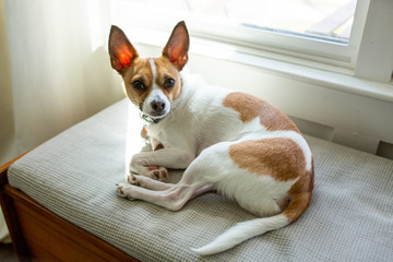 Wall Mural - Terrier Mix Dog