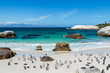 Strand mit Pinguinen, tropisch  türkieses Wasser