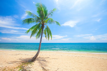 Panoramic Tropical Beach With Coconut Palm