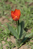 Fototapeta Kwiaty - macro de tulipan naranja