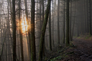 fog coming through the forest with the sun breaking through