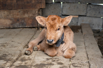 Newborn Calf Lying on the floor of a rural farmhouse