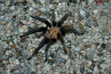 Trantula