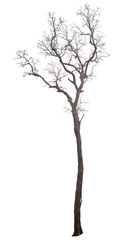 dead tree isolated on white background