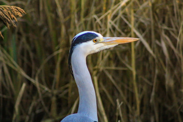 Canvas Print - heron