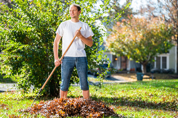 Young man homeowner in garden yard backyard raking collecting of dry autumn foliage oak leaves standing with rake in sunny fall