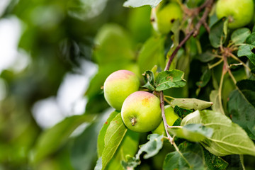 Wall Mural - Apple orchard closeup of green unripe fruit hanging on tree in garden in autumn fall summer farm countryside in Ukraine isolated