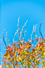 Wall Mural - Virginia yellow orange red cherry autumn tree closeup view in Fairfax County colorful foliage in northern VA woods with vibrant blue sky