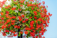Closeup Of Hanging Basket Colorful Red And White Flowers In Warsaw, Poland Old Town Historic Street In Capital City During Sunny Summer Day On Krakowskie Przedmiescie Potted Flowerpot On Lamp Pole