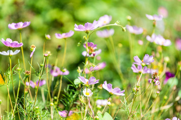 Wall Mural - closeup of pink cosmos flower and white and yellow orange chamomile daisy flowers in bokeh backgroun