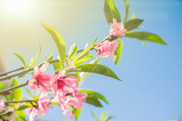 Wall Mural - branch of red flowers blossom background 