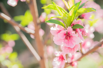 Wall Mural - branch of red flowers blossom background 