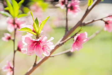 Wall Mural - branch of red flowers blossom background 