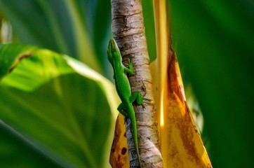 Poster - Small Gekko on tree branch in Hawaii 