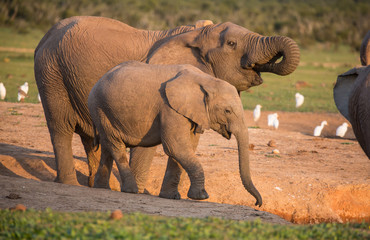 Wall Mural - african elephants drinking water in late afternoon