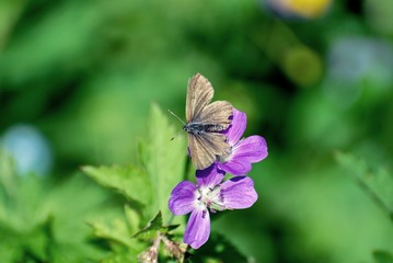 Poster - Brown Butterfly or Moth on purple flowers in Norway 