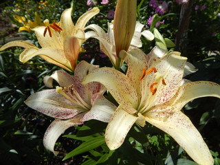  lilies in the garden