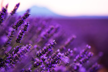 Close Up Bushes Of Lavender Purple Aromatic Flowers