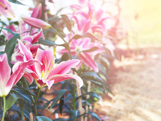 Wall Mural - close up pink lily flower at farm.