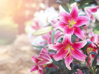 Wall Mural - close up pink lily flower at farm.