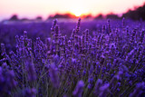 Fototapeta Lawenda - colorful sunset at lavender field